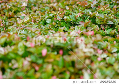 Hatsuyuki Kazura ground cover Hatsuyuki Kazura ground cover 89985880