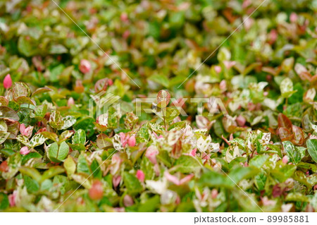 Hatsuyuki Kazura ground cover Hatsuyuki Kazura ground cover 89985881