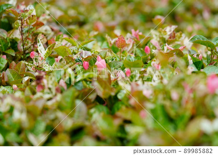 Hatsuyuki Kazura ground cover Hatsuyuki Kazura ground cover 89985882
