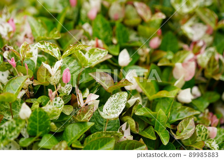 Hatsuyuki Kazura ground cover Hatsuyuki Kazura ground cover 89985883