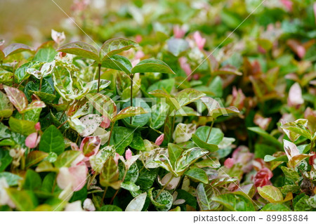 Hatsuyuki Kazura ground cover Hatsuyuki Kazura ground cover 89985884