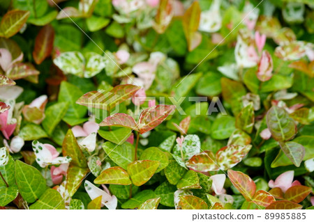 Hatsuyuki Kazura ground cover Hatsuyuki Kazura ground cover 89985885