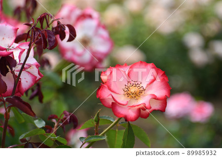 Pink spring roses with red edging Pink spring roses with red edging 89985932