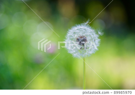 Kamaboku的絨毛 Kamaboku的絨毛 89985970