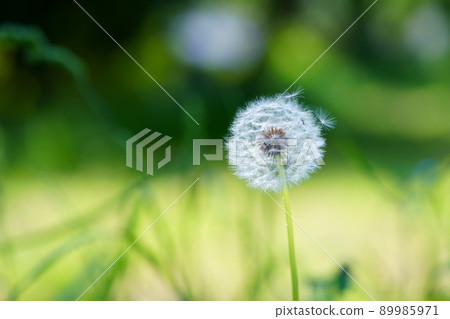 Kamaboku的絨毛 89985971