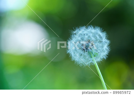 Kamaboku的絨毛 Kamaboku的絨毛 89985972