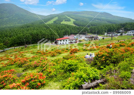 湯之丸滑雪場和日本杜鵑花 89986009