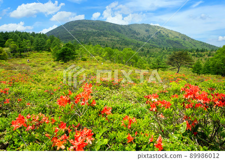Yunomaruyama and Japanese azalea 1 Yunomaruyama and Japanese azalea 1 89986012