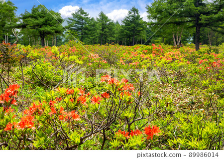 A community of Renge azalea 89986014