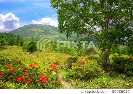 Yunomaruyama and Japanese azalea 3 89986015