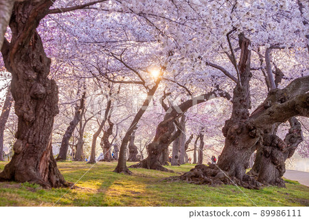 Cherry Blossom Festival in Washington, D.C. in USA 89986111