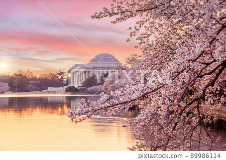 Cherry Blossom Festival in Washington, D.C. in USA 89986114