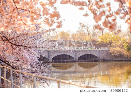 Cherry Blossom Festival in Washington, D.C. in USA Cherry Blossom Festival in Washington, D.C. in USA 89986122