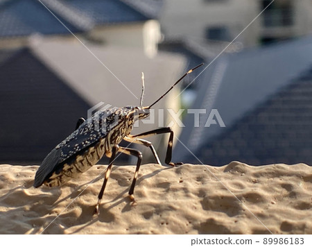Madara bug Madara bug 89986183