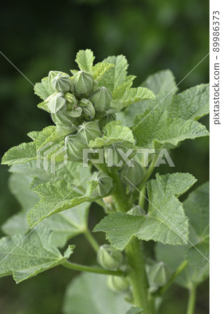 Hollyhock buds Hollyhock buds 89986373