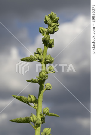 Hollyhock buds Hollyhock buds 89986375