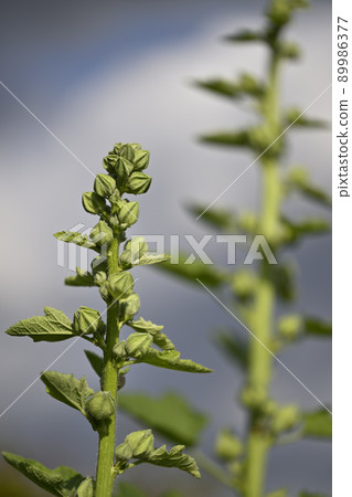 Hollyhock buds Hollyhock buds 89986377
