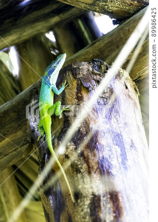 Allison's Anole (Anolis allisoni) 89986425