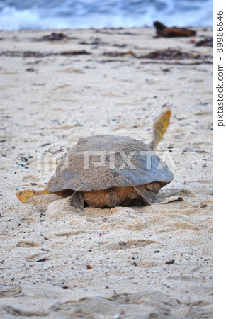 Sea turtles heading to the sea after spawning 89986646