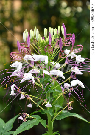 奶油之花 89986679