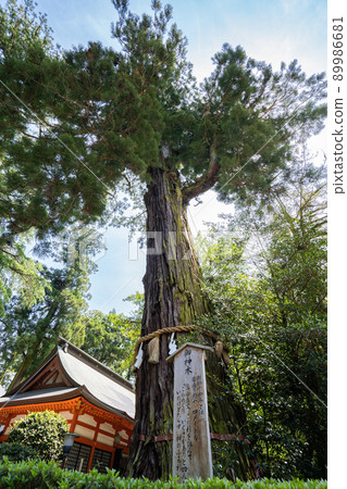 香取神宮新北<千葉縣香取市/5月> 89986681