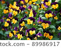 黃色和紫色三色堇 89986917
