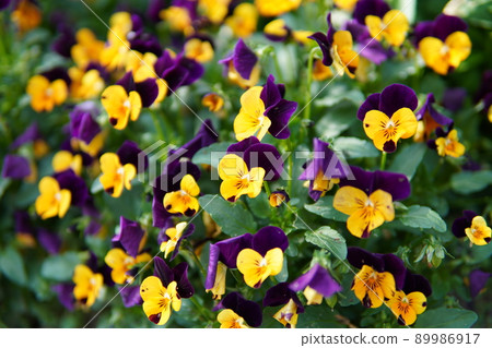 黃色和紫色三色堇 89986917