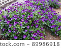 紫紫羅蘭 89986918