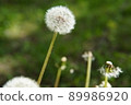 蒲公英絨毛 89986920