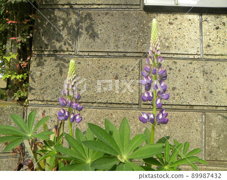 Lupine purple flower, also known as Shoto 89987432