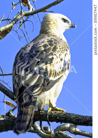 Young changeable hawk-eagle (Nisaetus cirrhatus) 89987447
