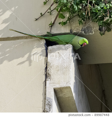 Indian rose-ringed parakeet 89987448