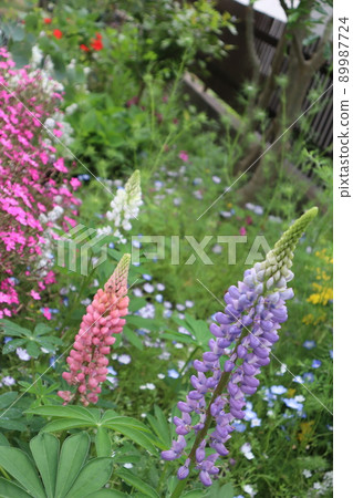 Lupine of the flower bed 89987724