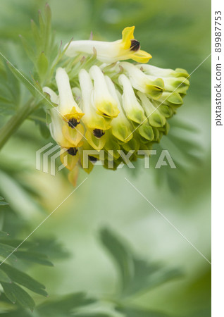 Corydalis nobilis (fumewort) flowers, close up 89987753