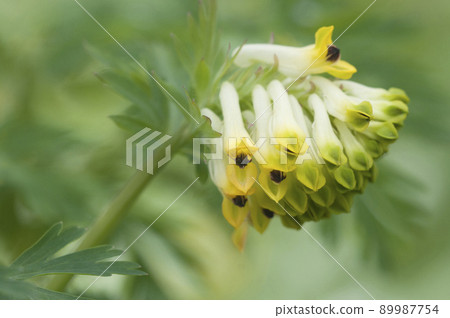 Corydalis nobilis (fumewort) flowers, close up Corydalis nobilis (fumewort) flowers, close up 89987754