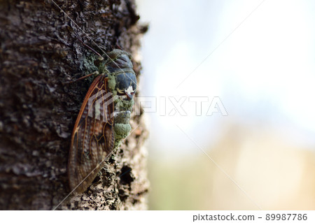 Brown cicada decaying on the trunk of a tree (Saitama Prefecture / December) Brown cicada decaying on the trunk of a tree (Saitama Prefecture / December) 89987786