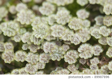 Marchantia polymorpha liverwort 89987896