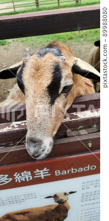 A sheep A sheep 89988080