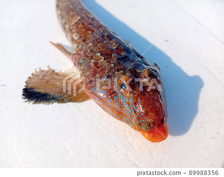 A beautiful repomucenus richard with a facial pattern 89988356