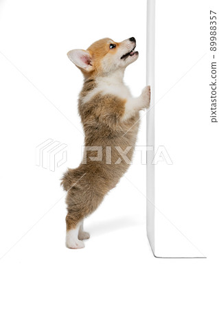 First training. Portrait of cute puppy of Welsh corgi dog posing isolated on white studio background. Concept of motion, pets love, animal life. 89988357