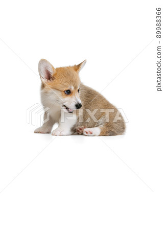 Cute puppy of Welsh corgi dog posing isolated on white studio background. Concept of motion, pets love, animal life. 89988366