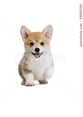 Happy cute puppy of Welsh corgi dog posing isolated on white studio background. Concept of motion, pets love, animal life. 89988368