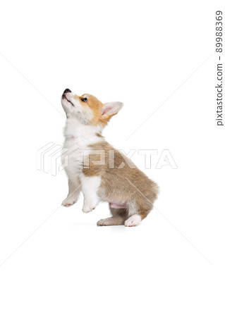 Full-length portrait of cute puppy of Welsh corgi dog posing isolated on white studio background. Concept of motion, pets love, animal life. Full-length portrait of cute puppy of Welsh corgi dog posing isolated on white studio background. Concept of motion, pets love, animal life. 89988369