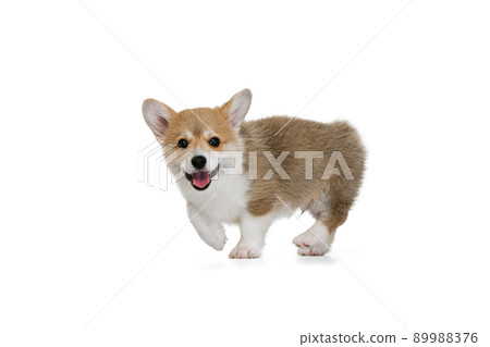 Happy cute puppy of Welsh corgi dog posing isolated on white studio background. Concept of motion, pets love, animal life. 89988376