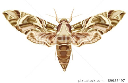 Moth, butterfly. Daphnis nerii. The moth is a mystical symbol and talisman. Moth, butterfly. Daphnis nerii. The moth is a mystical symbol and talisman. 89988497