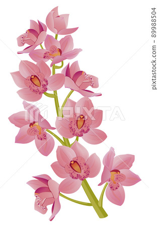 Pink orchid branch - Cymbidium on white background. Vector stock illustration on a white background. 89988504