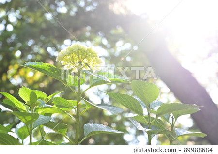 Hydrangea heading for the season Hydrangea heading for the season 89988684