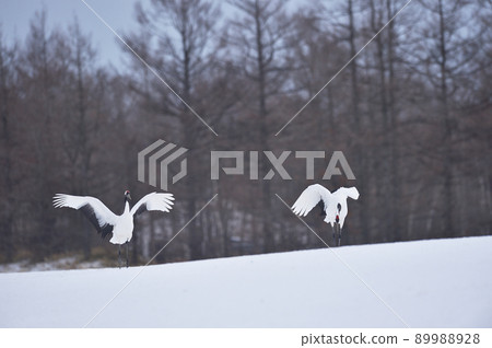 A flock of red-crowned cranes flying to the feeding area (Tsurui, Hokkaido) A flock of red-crowned cranes flying to the feeding area (Tsurui, Hokkaido) 89988928