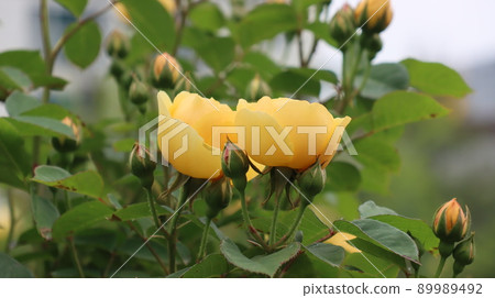 Holiday rose travel scenery at the Bucheon Million Rose Festival 89989492