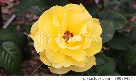 Holiday rose travel scenery at the Bucheon Million Rose Festival Holiday rose travel scenery at the Bucheon Million Rose Festival 89989494